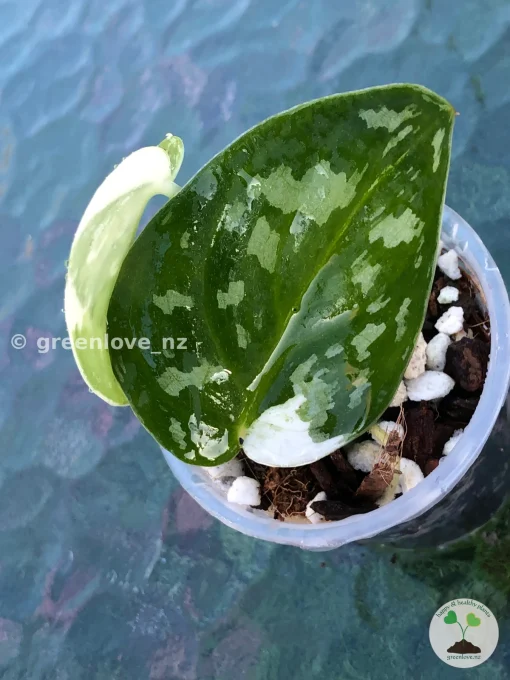 Scindapsus Pictus Mayari