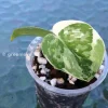 Scindapsus Mayari