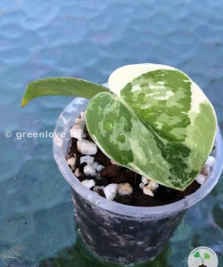 Scindapsus Mayari