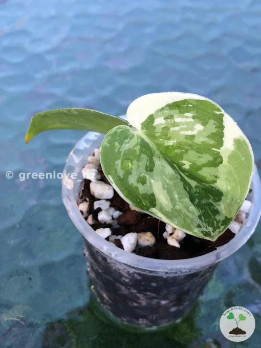 Scindapsus Mayari