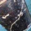 Scindapsus Mayari