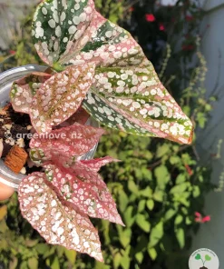 Begonia Snowcapped Variegated