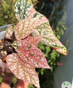 Begonia Snowcapped Variegated