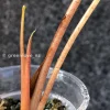 IMG_2963 Alocasia Sanderiana Aurea