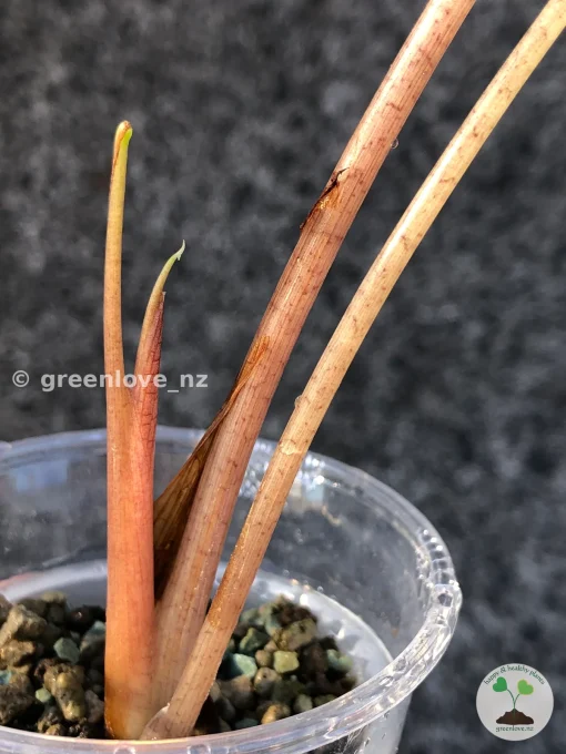 IMG_2963 Alocasia Sanderiana Aurea