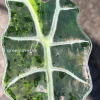 IMG_2978 Alocasia Sanderiana Aurea