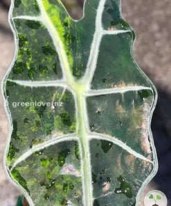 Alocasia Sanderiana Aurea
