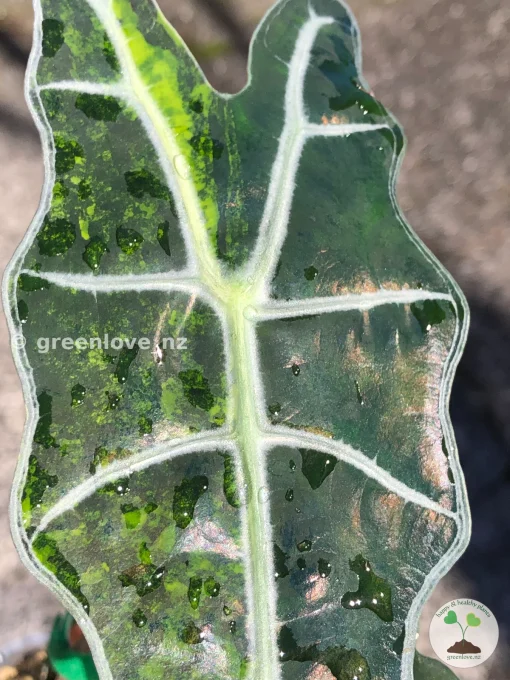 IMG_2978 Alocasia Sanderiana Aurea