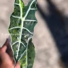 IMG_2982 Alocasia Sanderiana Aurea