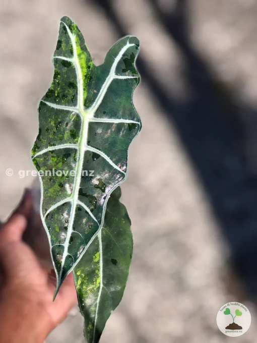 IMG_2982 Alocasia Sanderiana Aurea