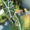 IMG_2987 Alocasia Sanderiana Aurea