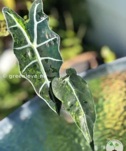 Alocasia Sanderiana Aurea