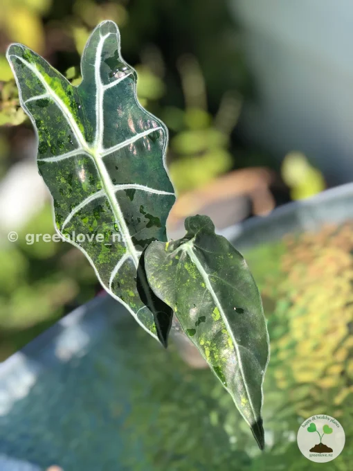 IMG_2987 Alocasia Sanderiana Aurea