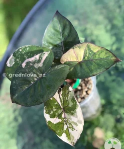 Alocasia Yucatan Princess Pink Variegated