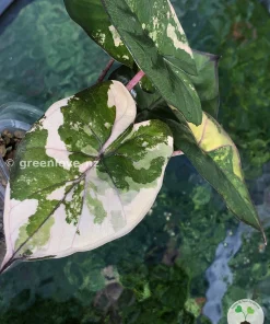 IMG_3140 Alocasia Yucatan Princess Pink Variegated