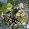 Alocasia Yucatan Princess Pink