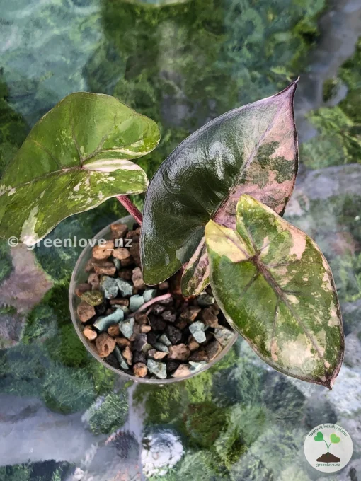 Alocasia Yucatan Princess Pink