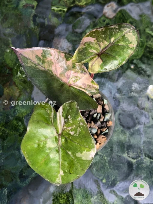 Alocasia Yucatan Princess Pink