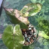 Alocasia Yucatan Princess Pink