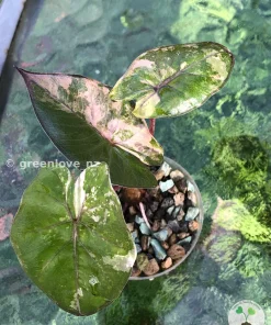 Alocasia Yucatan Princess Pink