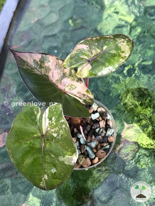 Alocasia Yucatan Princess Pink