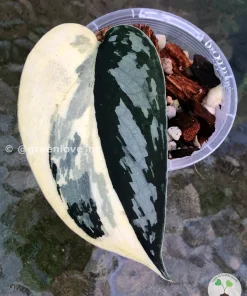 Rare Scindapsus Mariposa