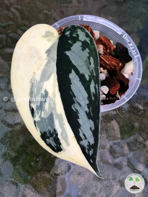 Rare Scindapsus Mariposa