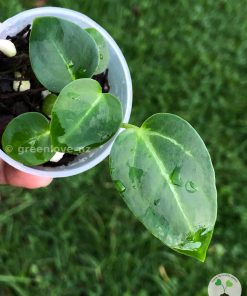 Anthurium Magnificum Verde x Forgetii X Dressleri Indo