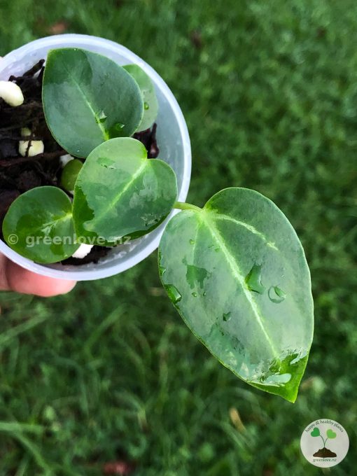 Anthurium Magnificum Verde x Forgetii X Dressleri Indo