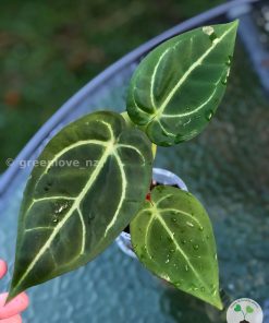 Anthurium Magnificum Verde x Forgetii X Dressleri Indo