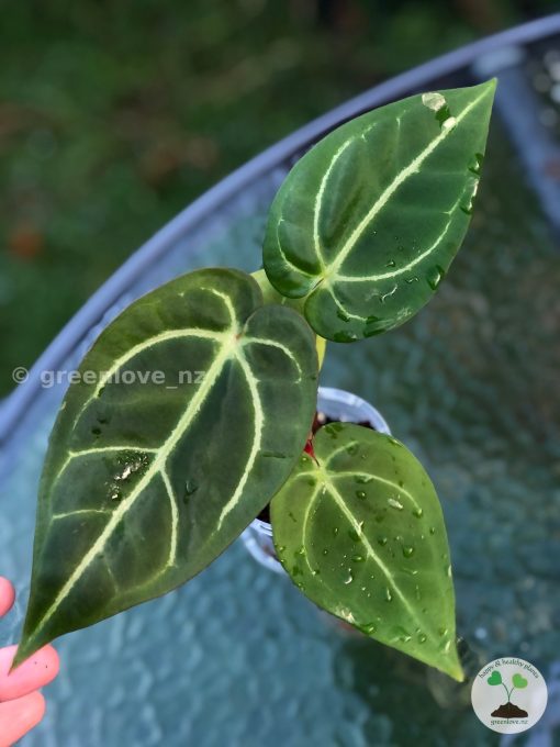 Anthurium Magnificum Verde x Forgetii X Dressleri Indo