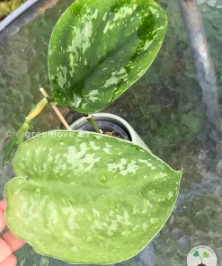 Scindapsus Baticon
