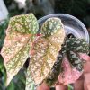 Begonia Snow Capped Variegated