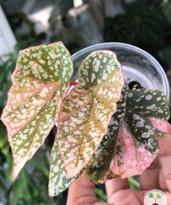 Begonia Snow Capped Variegated