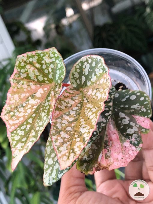 Begonia Snow Capped Variegated