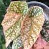 Begonia Snow Capped Variegated