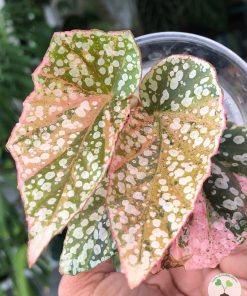 Begonia Snow Capped Variegated