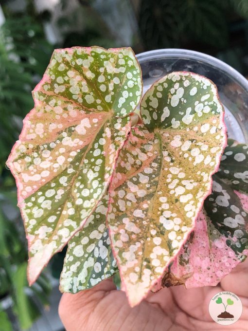 Begonia Snow Capped Variegated