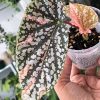 Begonia Snow Capped Variegated