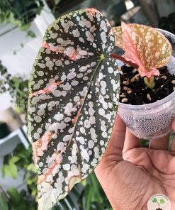 Begonia Snow Capped Variegated