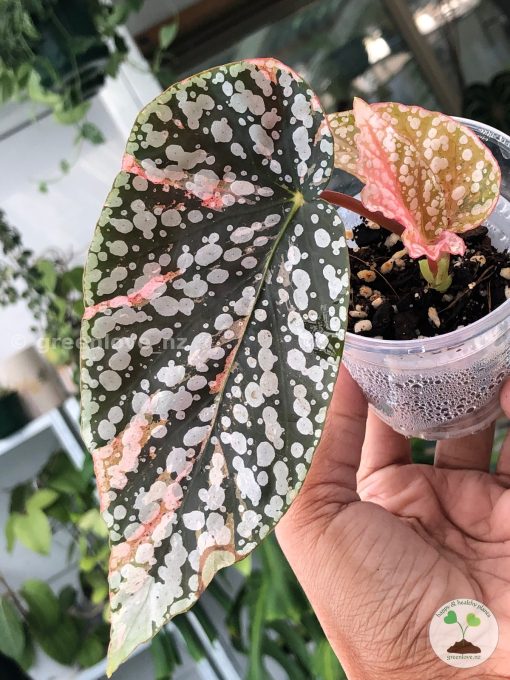 Begonia Snow Capped Variegated
