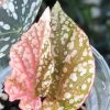 Begonia Snow Capped Variegated