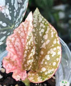 Begonia Snow Capped Variegated