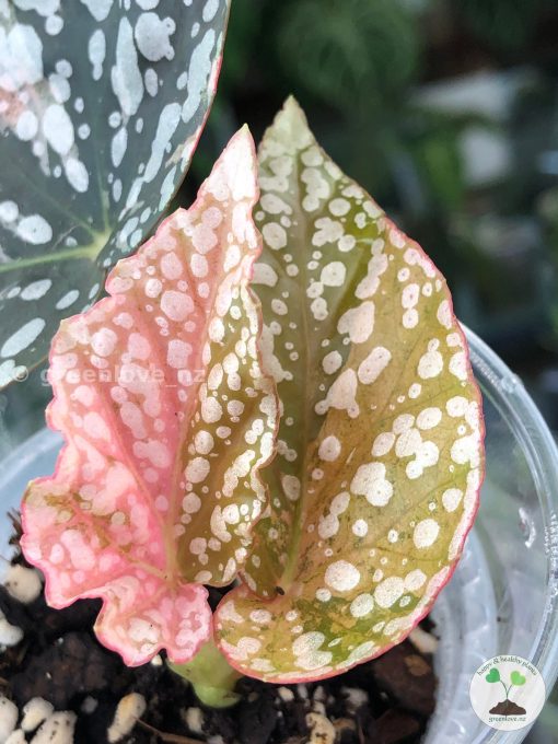 Begonia Snow Capped Variegated