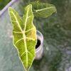 IMG_8142 Alocasia Sanderiana Aurea