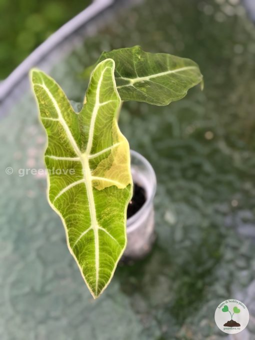 IMG_8142 Alocasia Sanderiana Aurea