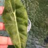 IMG_8143 Alocasia Sanderiana Aurea