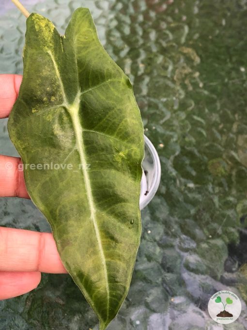 IMG_8143 Alocasia Sanderiana Aurea