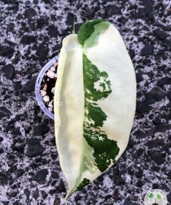Variegated Chiapense