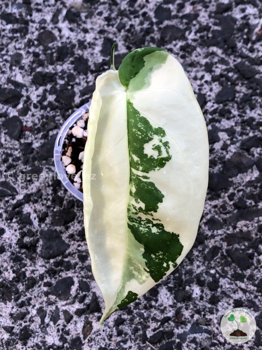 Variegated Chiapense